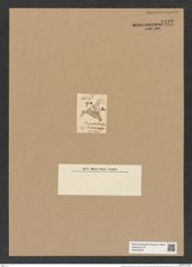 Triceratium productum Grev. (de-Toni-Nr.: Genus 140, Species 3966) Zeichnungen Sammlung Grunow Nr. 7442 (NHMW-BOT-W0376528)